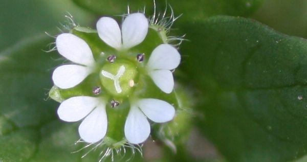 Die Königin der auf den ersten Blick Unscheinbaren