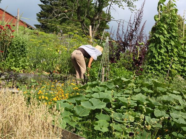Oft wird mit Imkerschleier gegärtnert