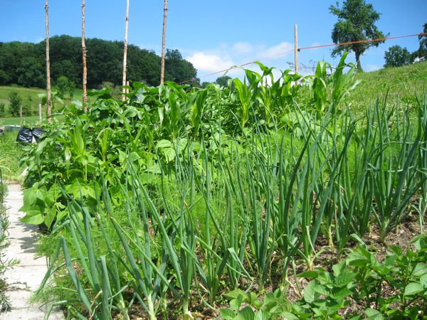 Mischkultur im Frühsommer