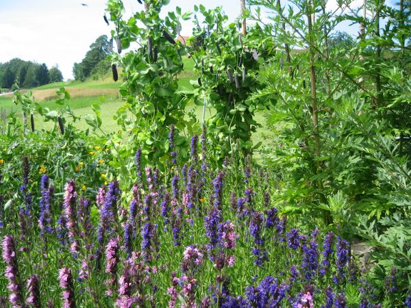 Ysop, Beifuss und Erbsen