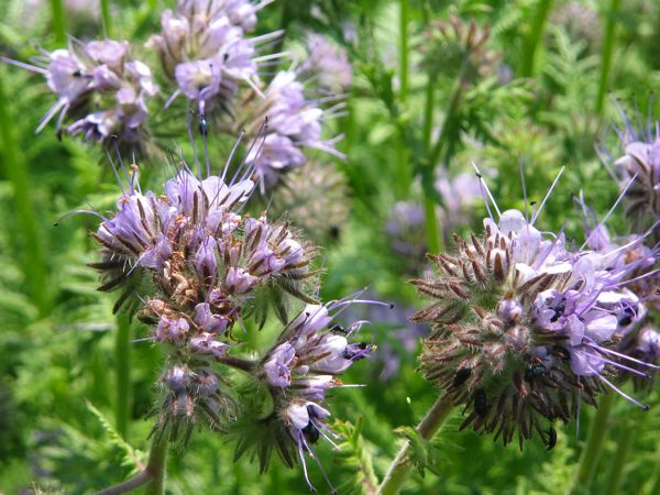 Phacelia - Bienenfestessen!