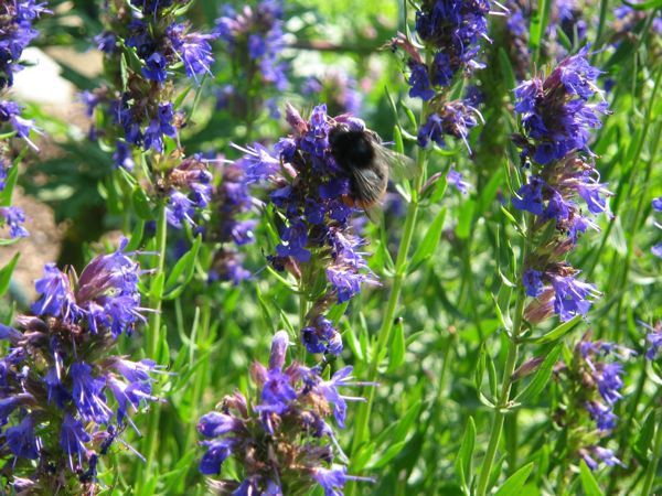 Das beliebteste Kraut im Garten