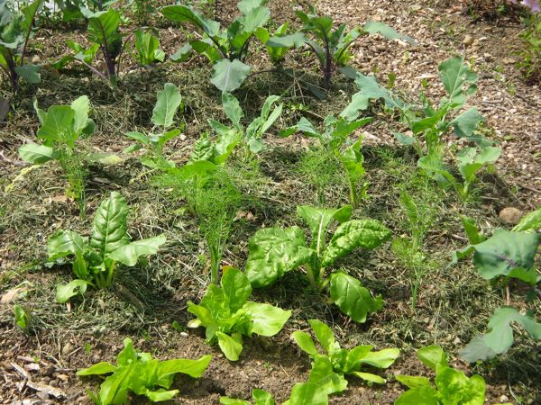 Gemulchte Mischkultur mit Fenchel, Stielmangold, Kopfsalat und Kohlrabi