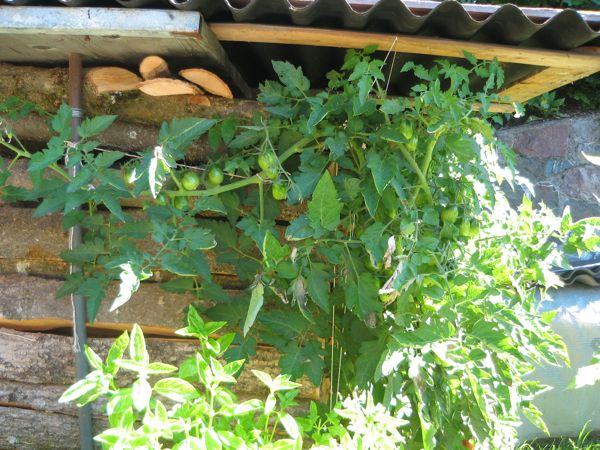 Black Plum an der Holzbeige