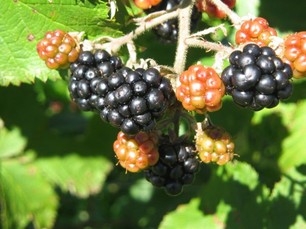 Eingewanderte Bromberen bringen jeden August eine reiche Ernte