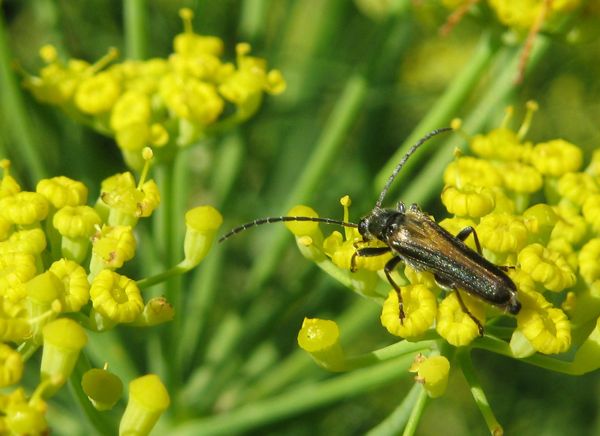 Heissbegehrter Gewürzfenchel