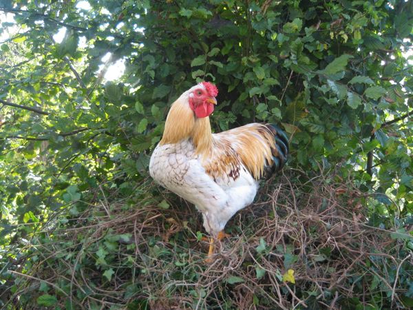 Max, der Chef der Misterzeuger