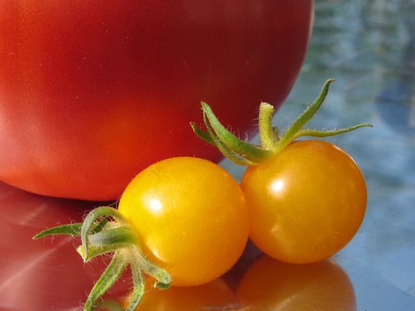 Babuschka und Golden Currant