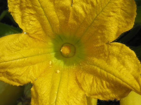 Blüte der Grey Zucchini