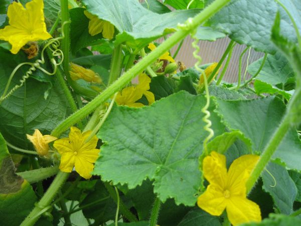 Gurke Tanja - Blühende Pflanzen im Gewächshaus