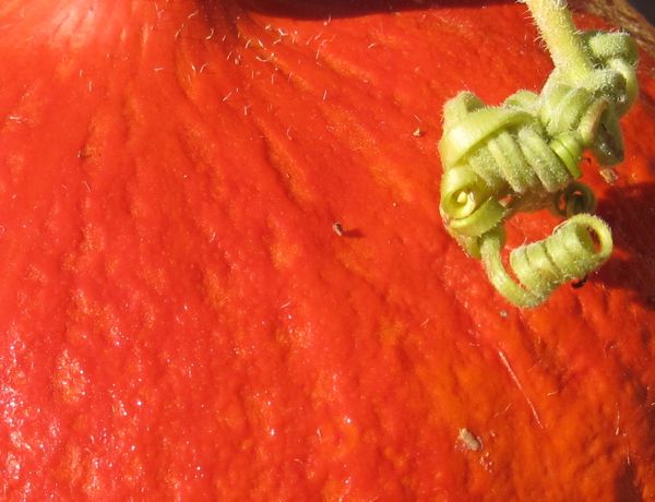 Kürbis Hokkaido Orange