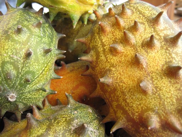 Kiwano