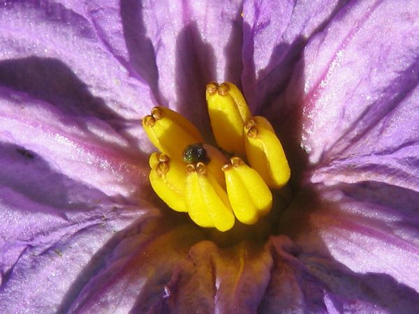 Blüte der Aubergine Obsidian
