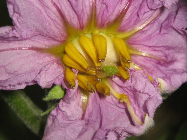 Blüte der Aubergine Imperial Black Beauty
