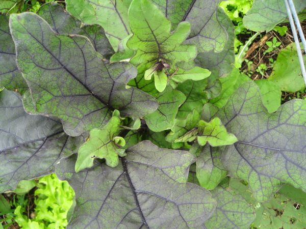 Pflanzen der Aubergine Obsidian