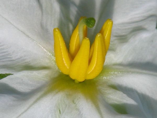 Blüte der Litschitomate