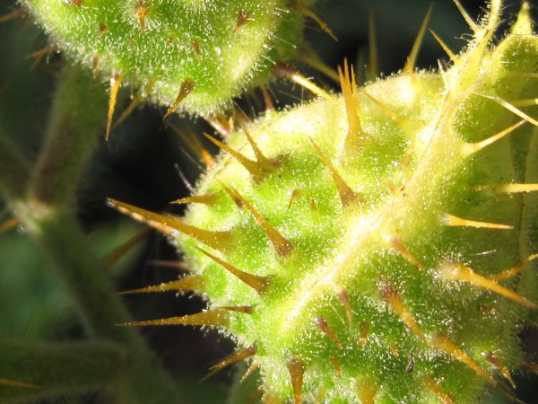 Stachlige Exotin - die Litschitomate