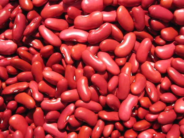 Indianerbohne Red Kidney
