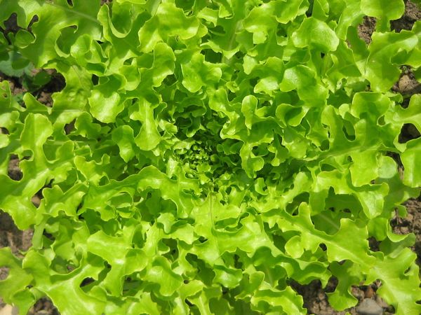 Kopfsalat Strubelpeter