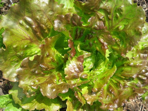 Eissalat Maravilla del verano