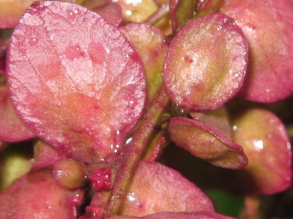 Samen der Roten Melde