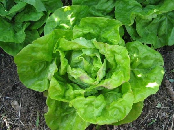 Kopfsalat "Maikönig"