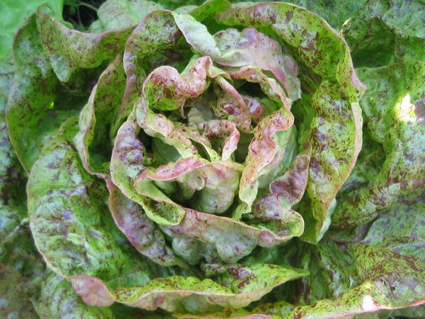 Kopfsalat "Forellenschluss"