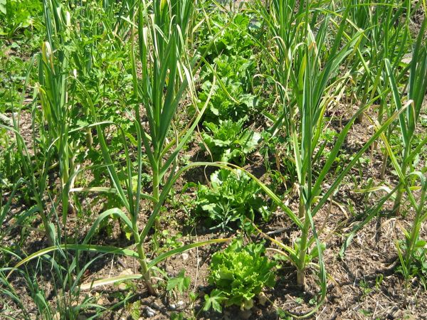 Knoblauch in Mischkultur mit Salat (und Gras)