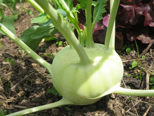 Kohlrabi Lanro