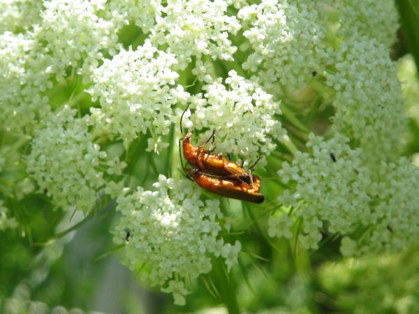 Karottenblüte mit Besuchern