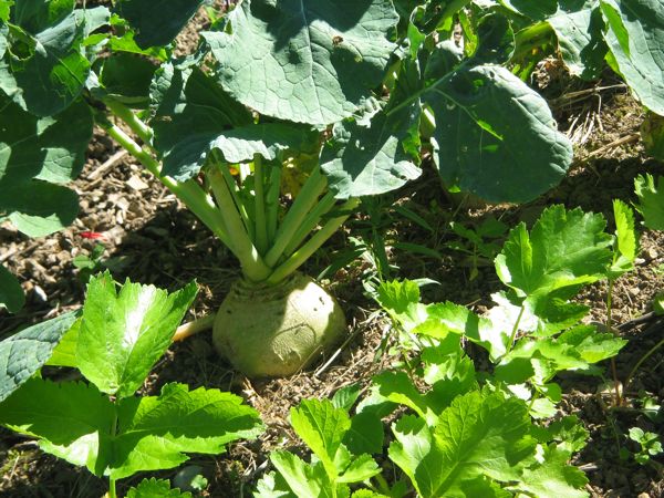 Bodenkohlrabi