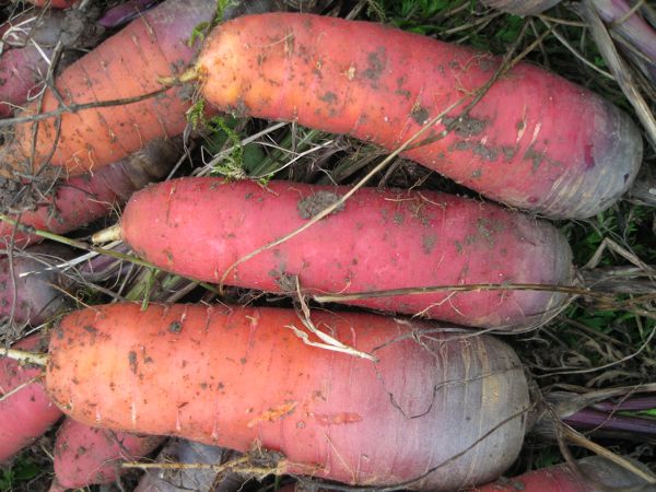 Karotte Violette Chantenay