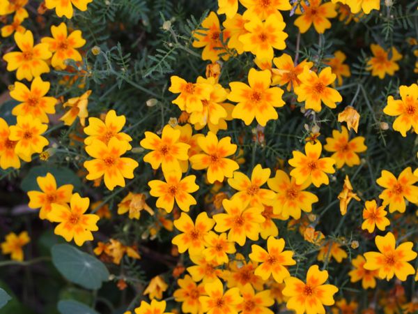 Tagetes