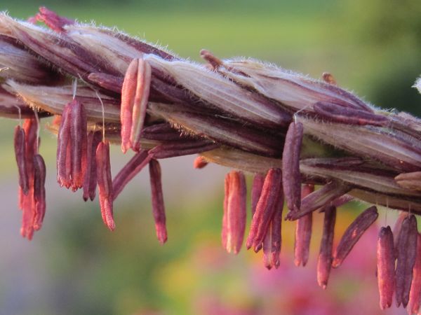 Blühender Zuckermais "Golden Bantam"