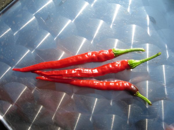 Ausgereifte Cayennefrüchte