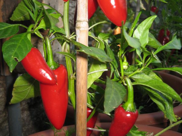 Reife Früchte an einer eingetopften Pflanze