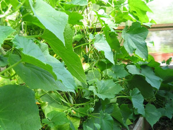 Gurkendschungel im Gewächshaus