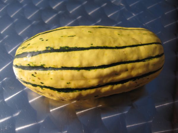 Ausgereifter Delicata