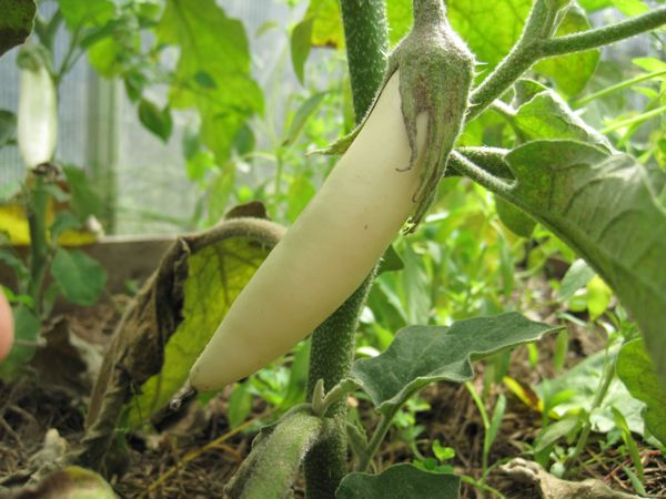 White Sword im Gewächshaus