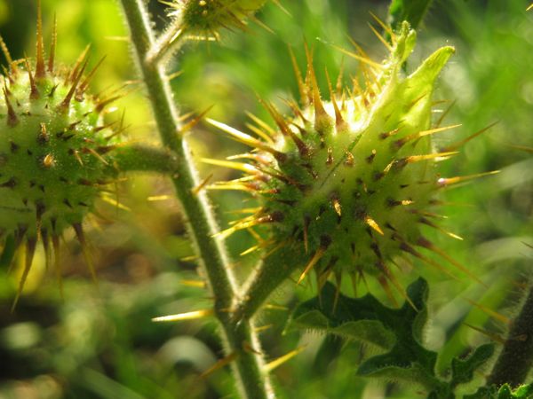 Äusserst gut geschützte Frucht