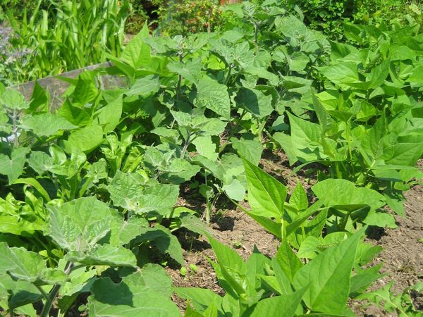 Andenbeeren in Mischkultur mit Buschbohnen