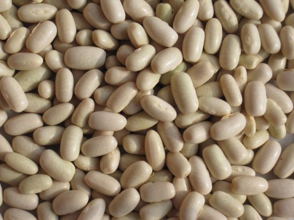 Trockene Bohnen - bereit zur Aussaat