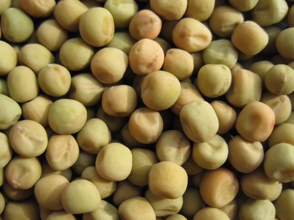 Trockene Erbsen - bereit zur Aussaat