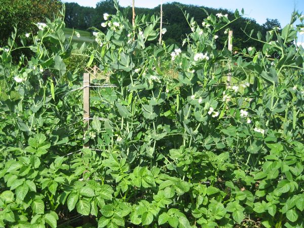 Wunder von Kelvedon in Mischkultur mit Kartoffeln