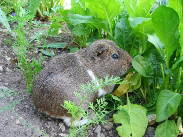 Auch Meerschweinchen Guus liebt Mangold