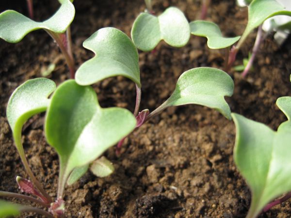 Jungpflänzchen im besten Pikierstadium