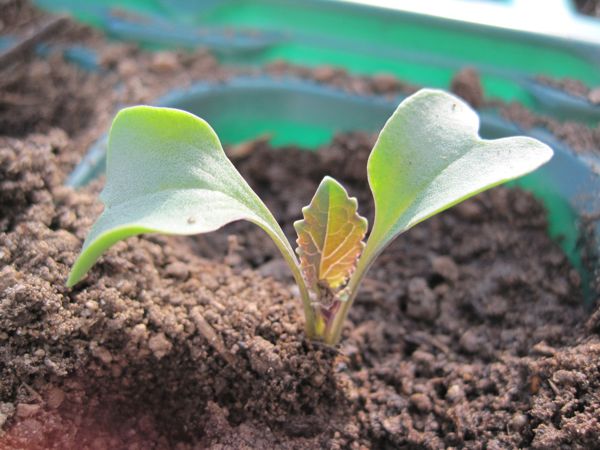 Frisch pikiertes Blumenkohlpflänzchen