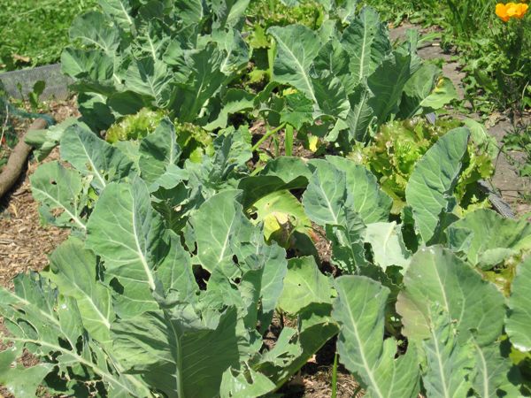 Blumenkohl in Mischkultur mit Krachsalat