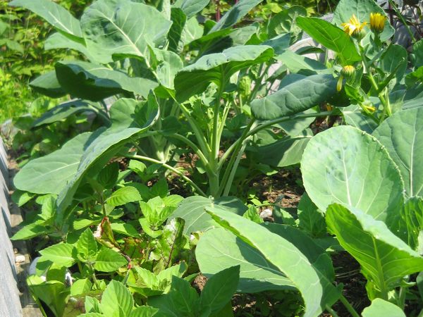 Broccoli in Mischkultur mit Randen und Tulsi