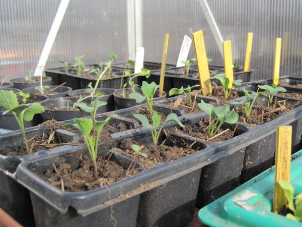 Frisch pikierte Broccolipflänzchen